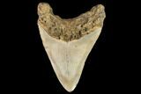 Bargain, Fossil Megalodon Tooth - North Carolina #109740-2
